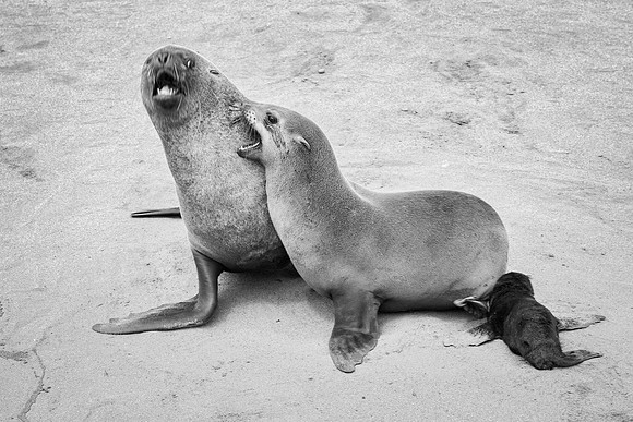 Bertazzoni, "Cape Cross", Namibia, Nikon, "Walvis Bay", "baby seal", beach, "black & white", boat, fish, fishing, fur, hunting, jumping, ocean, poaching, resting, rocks, sailing, sea, seal, seals, swi