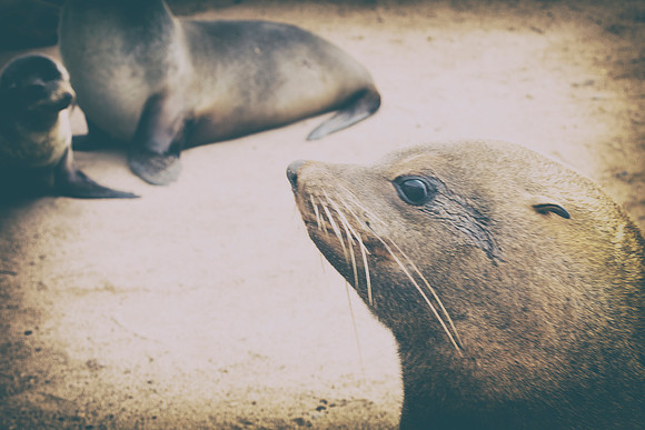 Bertazzoni, "Cape Cross", Namibia, Nikon, "Walvis Bay", "baby seal", beach, "black & white", boat, fish, fishing, fur, hunting, jumping, ocean, poaching, resting, rocks, sailing, sea, seal, seals, swi
