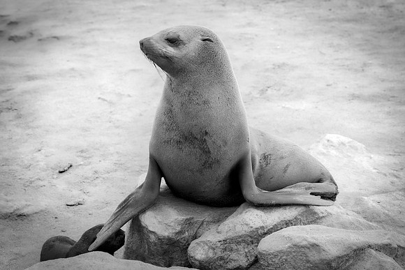 Bertazzoni, "Cape Cross", Namibia, Nikon, "Walvis Bay", "baby seal", beach, "black & white", boat, fish, fishing, fur, hunting, jumping, ocean, poaching, resting, rocks, sailing, sea, seal, seals, swi