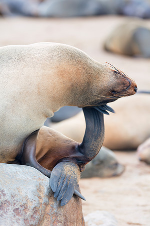 Bertazzoni, "Cape Cross", Namibia, Nikon, "Walvis Bay", "baby seal", beach, "black & white", boat, fish, fishing, fur, hunting, jumping, ocean, poaching, resting, rocks, sailing, sea, seal, seals, swi