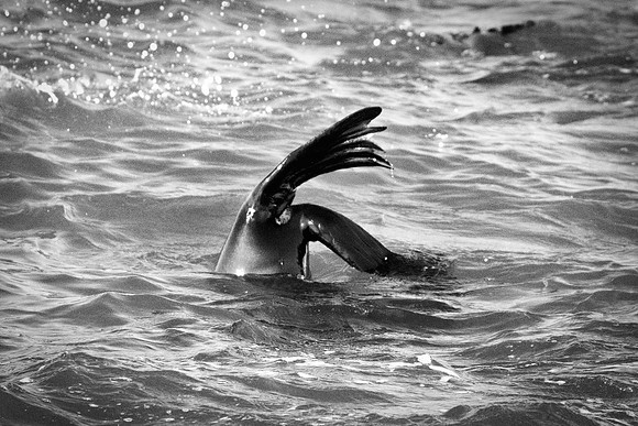 Bertazzoni, "Cape Cross", Namibia, Nikon, "Walvis Bay", "baby seal", beach, "black & white", boat, fish, fishing, fur, hunting, jumping, ocean, poaching, resting, rocks, sailing, sea, seal, seals, swi