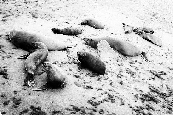 Bertazzoni, "Cape Cross", Namibia, Nikon, "Walvis Bay", beach, "black & white", boat, fish, fishing, fur, hunting, jumping, ocean, poaching, resting, rocks, sailing, sea, seal, seals, swimming, vacati