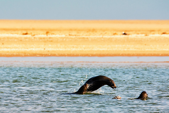 Bertazzoni, "Cape Cross", Namibia, Nikon, "Walvis Bay", "baby seal", beach, "black & white", boat, fish, fishing, fur, hunting, jumping, ocean, poaching, resting, rocks, sailing, sea, seal, seals, swi