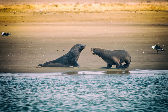 Bertazzoni, "Cape Cross", Namibia, Nikon, "Walvis Bay", "baby seal", beach, "black & white", boat, fish, fishing, fur, hunting, jumping, ocean, poaching, resting, rocks, sailing, sea, seal, seals, swi