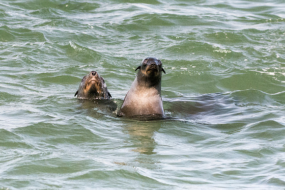 Bertazzoni, "Cape Cross", Namibia, Nikon, "Walvis Bay", "baby seal", beach, "black & white", boat, fish, fishing, fur, hunting, jumping, ocean, poaching, resting, rocks, sailing, sea, seal, seals, swi