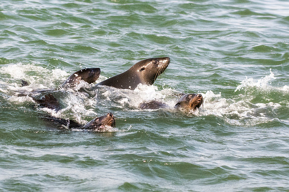 Bertazzoni, "Cape Cross", Namibia, Nikon, "Walvis Bay", "baby seal", beach, "black & white", boat, fish, fishing, fur, hunting, jumping, ocean, poaching, resting, rocks, sailing, sea, seal, seals, swi