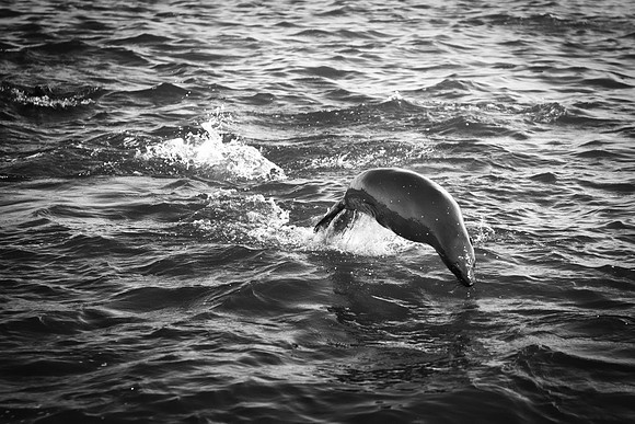 seal, seals, swimming, resting, fishing, fish, water, ocean, sea, Namibia, "Walvis Bay", Nikon, Bertazzoni, boat, vacation, sailing, waves, jumping, fur, hunting, poaching, "Cape cross", beach, rocks,