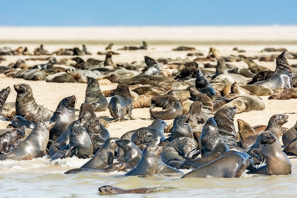 Bertazzoni, "Cape Cross", Namibia, Nikon, "Walvis Bay", "baby seal", beach, "black & white", boat, fish, fishing, fur, hunting, jumping, ocean, poaching, resting, rocks, sailing, sea, seal, seals, swi