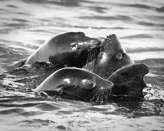 Bertazzoni, "Cape Cross", Namibia, Nikon, "Walvis Bay", "baby seal", beach, "black & white", boat, fish, fishing, fur, hunting, jumping, ocean, poaching, resting, rocks, sailing, sea, seal, seals, swi