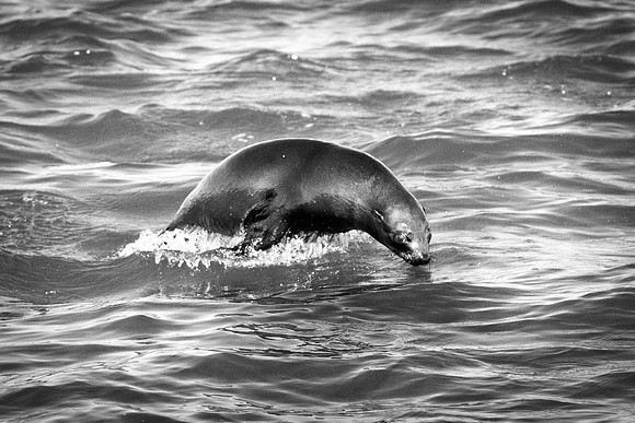 Bertazzoni, "Cape Cross", Namibia, Nikon, "Walvis Bay", "baby seal", beach, "black & white", boat, fish, fishing, fur, hunting, jumping, ocean, poaching, resting, rocks, sailing, sea, seal, seals, swi