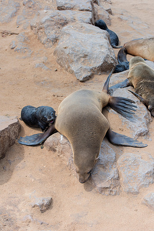 Bertazzoni, "Cape Cross", Namibia, Nikon, "Walvis Bay", "baby seal", beach, "black & white", boat, fish, fishing, fur, hunting, jumping, ocean, poaching, resting, rocks, sailing, sea, seal, seals, swi