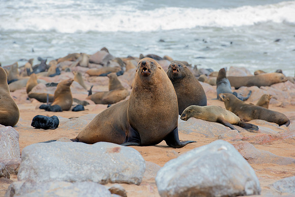 Bertazzoni, "Cape Cross", Namibia, Nikon, "Walvis Bay", "baby seal", beach, "black & white", boat, fish, fishing, fur, hunting, jumping, ocean, poaching, resting, rocks, sailing, sea, seal, seals, swi