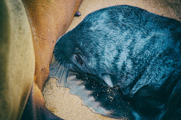 Bertazzoni, "Cape Cross", Namibia, Nikon, "Walvis Bay", "baby seal", beach, "black & white", boat, fish, fishing, fur, hunting, jumping, ocean, poaching, resting, rocks, sailing, sea, seal, seals, swi
