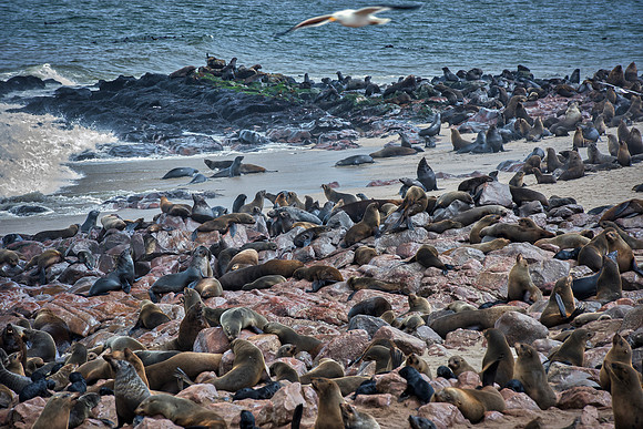 Bertazzoni, "Cape Cross", Namibia, Nikon, "Walvis Bay", "baby seal", beach, "black & white", boat, fish, fishing, fur, hunting, jumping, ocean, poaching, resting, rocks, sailing, sea, seal, seals, swi