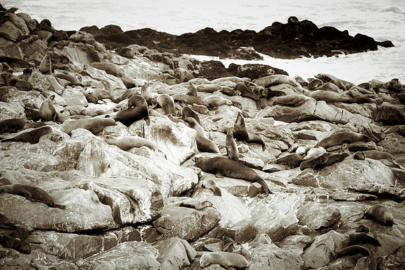 Bertazzoni, "Cape Cross", Namibia, Nikon, "Walvis Bay", "baby seal", beach, "black & white", boat, fish, fishing, fur, hunting, jumping, ocean, poaching, resting, rocks, sailing, sea, seal, seals, swi
