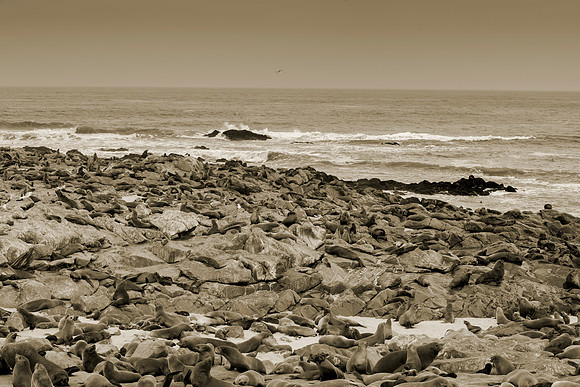 Bertazzoni, "Cape Cross", Namibia, Nikon, "Walvis Bay", "baby seal", beach, "black & white", boat, fish, fishing, fur, hunting, jumping, ocean, poaching, resting, rocks, sailing, sea, seal, seals, swi