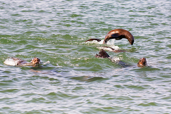 Bertazzoni, "Cape Cross", Namibia, Nikon, "Walvis Bay", "baby seal", beach, "black & white", boat, fish, fishing, fur, hunting, jumping, ocean, poaching, resting, rocks, sailing, sea, seal, seals, swi