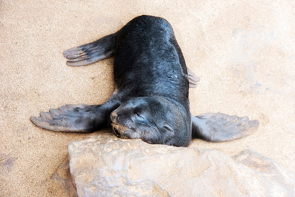Bertazzoni, "Cape Cross", Namibia, Nikon, "Walvis Bay", "baby seal", beach, "black & white", boat, fish, fishing, fur, hunting, jumping, ocean, poaching, resting, rocks, sailing, sea, seal, seals, swi