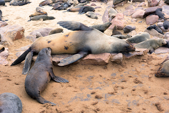 Bertazzoni, "Cape cross", Namibia, Nikon, "Walvis Bay", beach, "black & white", boat, fish, fishing, fur, hunting, jumping, ocean, poaching, resting, rocks, sailing, sea, seal, seals, swimming, vacati