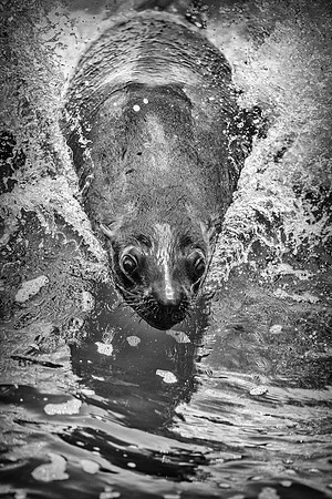 Bertazzoni, "Cape Cross", Namibia, Nikon, "Walvis Bay", "baby seal", beach, "black & white", boat, fish, fishing, fur, hunting, jumping, ocean, poaching, resting, rocks, sailing, sea, seal, seals, swi