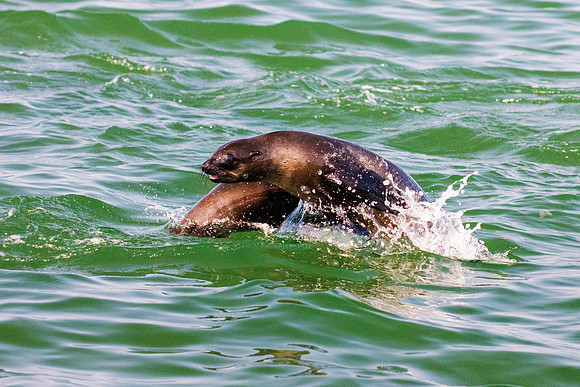 Bertazzoni, "Cape Cross", Namibia, Nikon, "Walvis Bay", "baby seal", beach, "black & white", boat, fish, fishing, fur, hunting, jumping, ocean, poaching, resting, rocks, sailing, sea, seal, seals, swi
