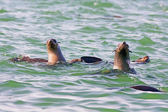 Bertazzoni, "Cape Cross", Namibia, Nikon, "Walvis Bay", "baby seal", beach, "black & white", boat, fish, fishing, fur, hunting, jumping, ocean, poaching, resting, rocks, sailing, sea, seal, seals, swi
