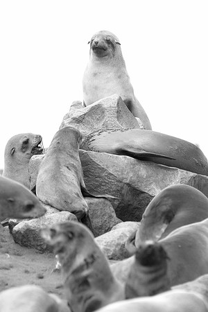 Bertazzoni, "Cape Cross", Namibia, Nikon, "Walvis Bay", "baby seal", beach, "black & white", boat, fish, fishing, fur, hunting, jumping, ocean, poaching, resting, rocks, sailing, sea, seal, seals, swi