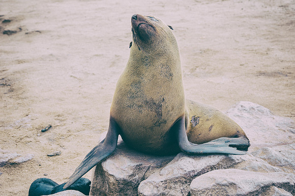 Bertazzoni, "Cape Cross", Namibia, Nikon, "Walvis Bay", "baby seal", beach, "black & white", boat, fish, fishing, fur, hunting, jumping, ocean, poaching, resting, rocks, sailing, sea, seal, seals, swi