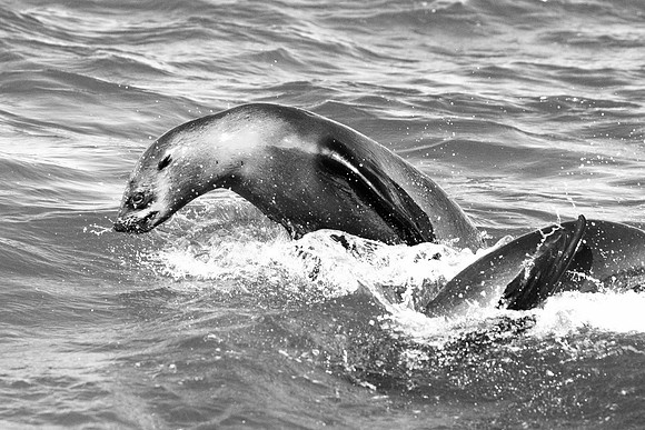 Bertazzoni, "Cape Cross", Namibia, Nikon, "Walvis Bay", "baby seal", beach, "black & white", boat, fish, fishing, fur, hunting, jumping, ocean, poaching, resting, rocks, sailing, sea, seal, seals, swi
