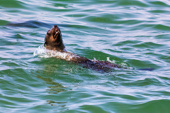 Bertazzoni, "Cape Cross", Namibia, Nikon, "Walvis Bay", "baby seal", beach, "black & white", boat, fish, fishing, fur, hunting, jumping, ocean, poaching, resting, rocks, sailing, sea, seal, seals, swi