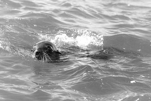 Bertazzoni, "Cape Cross", Namibia, Nikon, "Walvis Bay", "baby seal", beach, "black & white", boat, fish, fishing, fur, hunting, jumping, ocean, poaching, resting, rocks, sailing, sea, seal, seals, swi