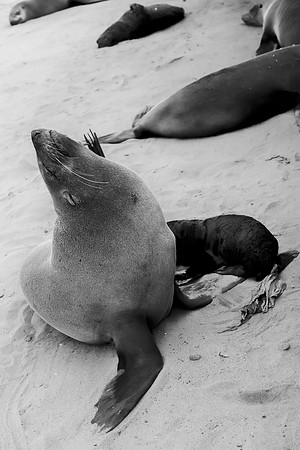 Bertazzoni, "Cape Cross", Namibia, Nikon, "Walvis Bay", "baby seal", beach, "black & white", boat, fish, fishing, fur, hunting, jumping, ocean, poaching, resting, rocks, sailing, sea, seal, seals, swi