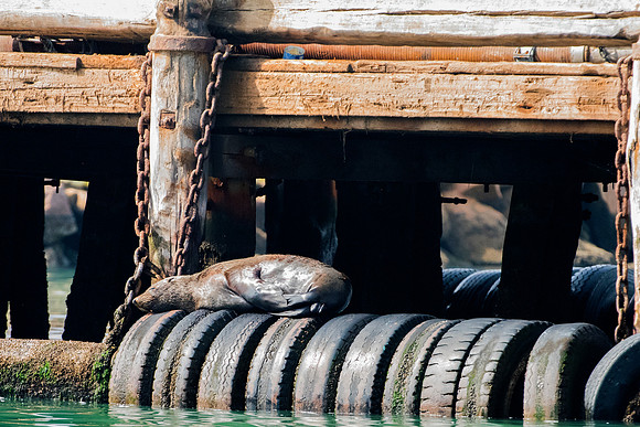 Bertazzoni, "Cape Cross", Namibia, Nikon, "Walvis Bay", "baby seal", beach, "black & white", boat, fish, fishing, fur, hunting, jumping, ocean, poaching, resting, rocks, sailing, sea, seal, seals, swi
