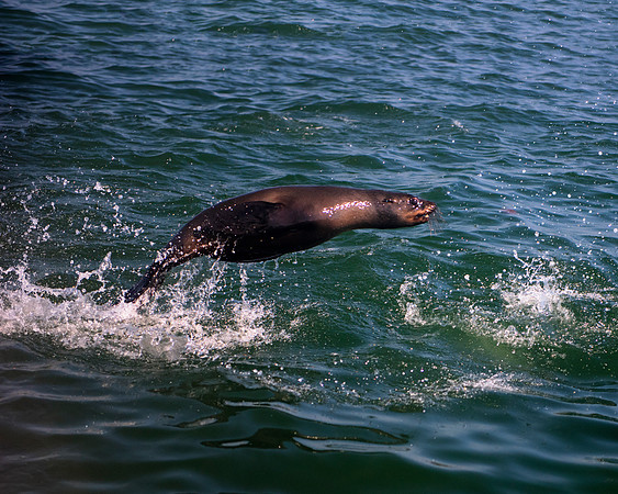 seal, seals, swimming, resting, fishing, fish, water, ocean, sea, Namibia, "Walvis Bay", Nikon, Bertazzoni, boat, vacation, sailing, waves, jumping, fur, hunting, poaching, "Cape cross", beach, rocks,