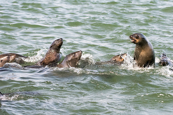 Bertazzoni, "Cape Cross", Namibia, Nikon, "Walvis Bay", "baby seal", beach, "black & white", boat, fish, fishing, fur, hunting, jumping, ocean, poaching, resting, rocks, sailing, sea, seal, seals, swi