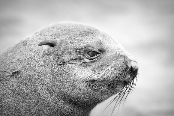 Bertazzoni, "Cape Cross", Namibia, Nikon, "Walvis Bay", "baby seal", beach, "black & white", boat, fish, fishing, fur, hunting, jumping, ocean, poaching, resting, rocks, sailing, sea, seal, seals, swi