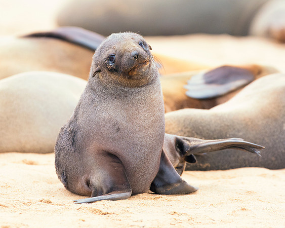 Bertazzoni, "Cape Cross", Namibia, Nikon, "Walvis Bay", "baby seal", beach, "black & white", boat, fish, fishing, fur, hunting, jumping, ocean, poaching, resting, rocks, sailing, sea, seal, seals, swi