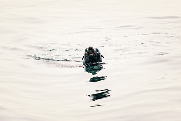Seal