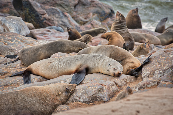 Bertazzoni, "Cape Cross", Namibia, Nikon, "Walvis Bay", "baby seal", beach, "black & white", boat, fish, fishing, fur, hunting, jumping, ocean, poaching, resting, rocks, sailing, sea, seal, seals, swi