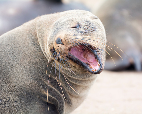 Bertazzoni, "Cape Cross", Namibia, Nikon, "Walvis Bay", "baby seal", beach, "black & white", boat, fish, fishing, fur, hunting, jumping, ocean, poaching, resting, rocks, sailing, sea, seal, seals, swi
