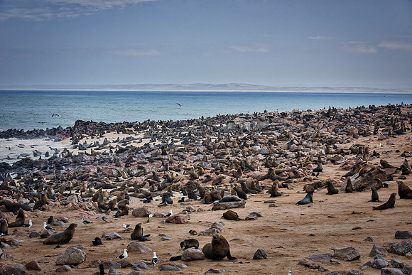 Bertazzoni, "Cape Cross", Namibia, Nikon, "Walvis Bay", "baby seal", beach, "black & white", boat, fish, fishing, fur, hunting, jumping, ocean, poaching, resting, rocks, sailing, sea, seal, seals, swi