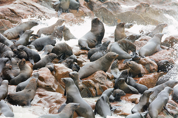 Bertazzoni, "Cape Cross", Namibia, Nikon, "Walvis Bay", "baby seal", beach, "black & white", boat, fish, fishing, fur, hunting, jumping, ocean, poaching, resting, rocks, sailing, sea, seal, seals, swi