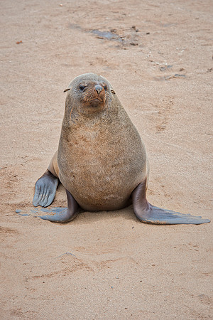 Bertazzoni, "Cape Cross", Namibia, Nikon, "Walvis Bay", "baby seal", beach, "black & white", boat, fish, fishing, fur, hunting, jumping, ocean, poaching, resting, rocks, sailing, sea, seal, seals, swi