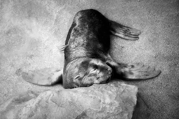 Bertazzoni, "Cape Cross", Namibia, Nikon, "Walvis Bay", "baby seal", beach, "black & white", boat, fish, fishing, fur, hunting, jumping, ocean, poaching, resting, rocks, sailing, sea, seal, seals, swi