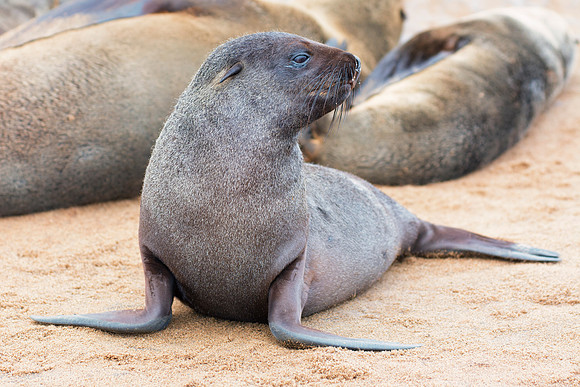 Bertazzoni, "Cape Cross", Namibia, Nikon, "Walvis Bay", "baby seal", beach, "black & white", boat, fish, fishing, fur, hunting, jumping, ocean, poaching, resting, rocks, sailing, sea, seal, seals, swi
