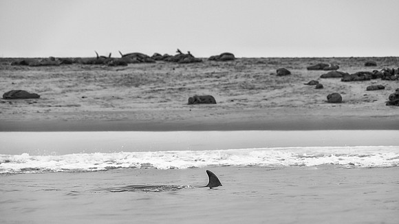 Dolphin's Fin