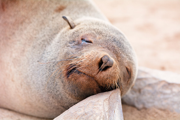 Bertazzoni, "Cape Cross", Namibia, Nikon, "Walvis Bay", "baby seal", beach, "black & white", boat, fish, fishing, fur, hunting, jumping, ocean, poaching, resting, rocks, sailing, sea, seal, seals, swi