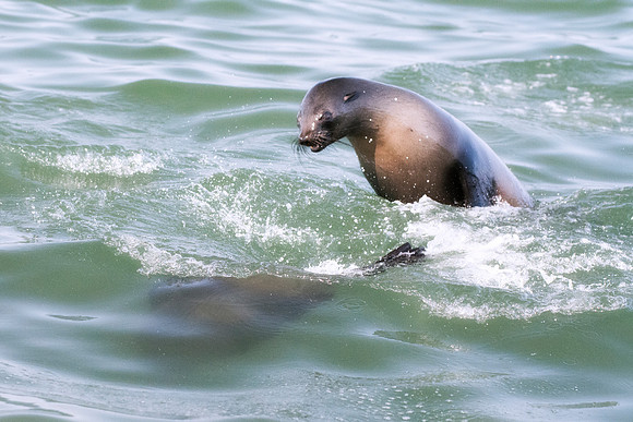 Bertazzoni, "Cape Cross", Namibia, Nikon, "Walvis Bay", "baby seal", beach, "black & white", boat, fish, fishing, fur, hunting, jumping, ocean, poaching, resting, rocks, sailing, sea, seal, seals, swi