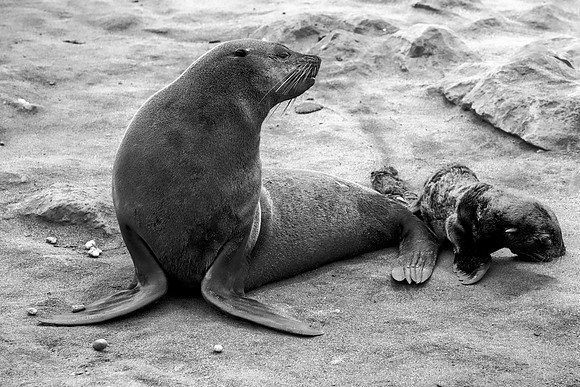 Bertazzoni, "Cape Cross", Namibia, Nikon, "Walvis Bay", "baby seal", beach, "black & white", boat, fish, fishing, fur, hunting, jumping, ocean, poaching, resting, rocks, sailing, sea, seal, seals, swi