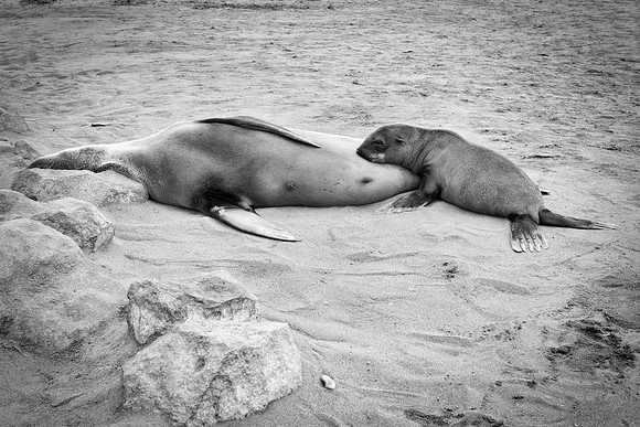 Bertazzoni, "Cape Cross", Namibia, Nikon, "Walvis Bay", "baby seal", beach, "black & white", boat, fish, fishing, fur, hunting, jumping, ocean, poaching, resting, rocks, sailing, sea, seal, seals, swi